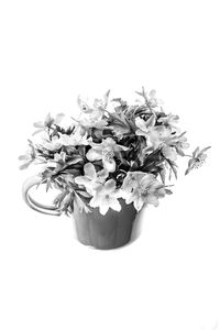 High angle view of flowering plant against white background