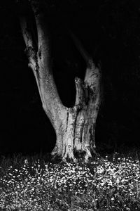 Close-up of tree trunk on field at night