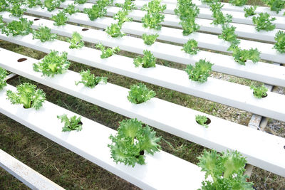 High angle view of potted plants