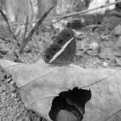 Close-up of butterfly on leaf