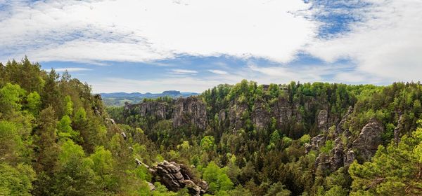 Scenic view of forest against sky