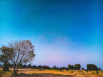 Trees on field against clear blue sky