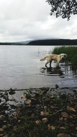 Dog on beach by lake against sky