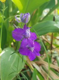 Close-up of purple flowers blooming outdoors