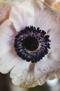 Close-up of purple flower