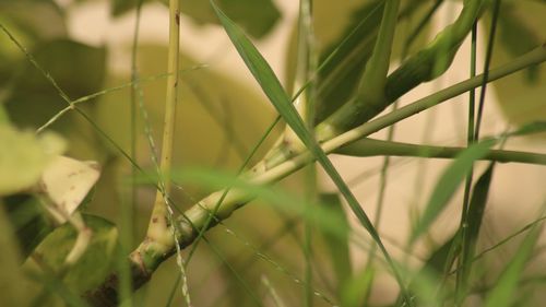 Close-up of grass growing on field