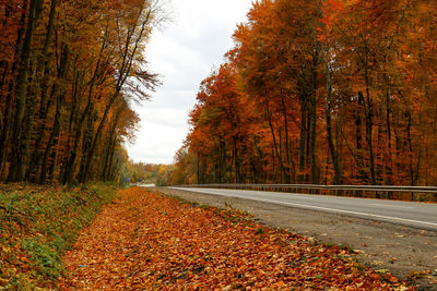 Trees along road