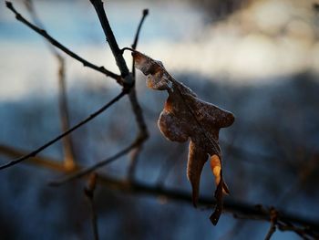 Close-up of dry leaf on tree during winter at dusk