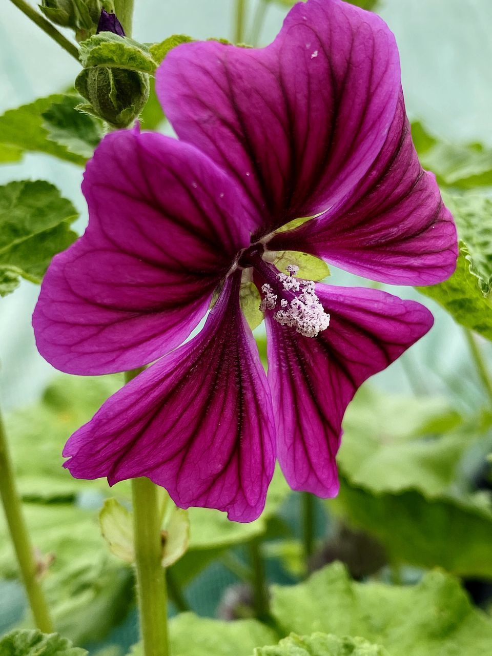 CLOSE-UP OF PURPLE ROSE FLOWER