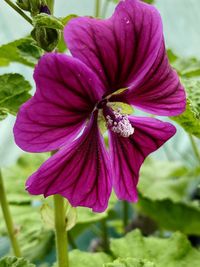 Close-up of purple flowering plant