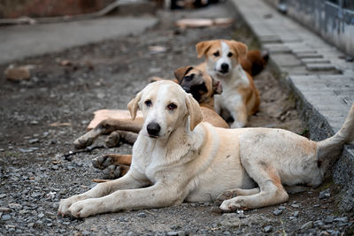 Portrait of a dog resting