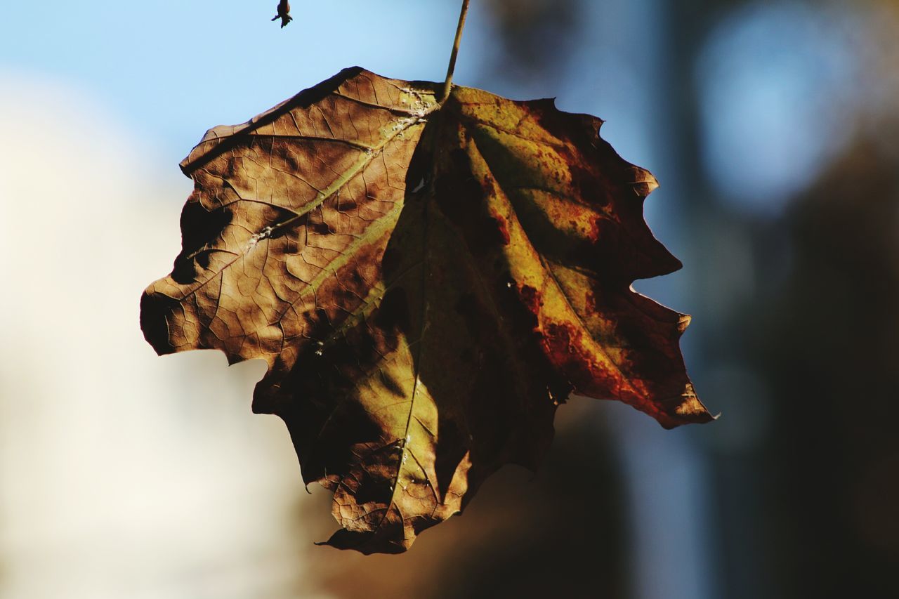 autumn, leaf, dry, leaf vein, season, change, close-up, focus on foreground, nature, natural pattern, tranquility, leaves, maple leaf, beauty in nature, selective focus, outdoors, sky, no people, day, fragility
