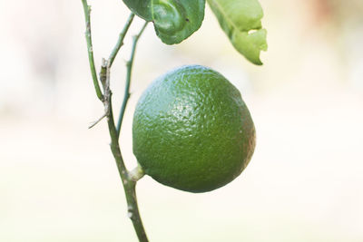 Close-up of fruit hanging on tree