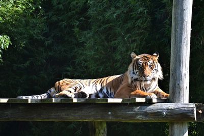 Portrait of tiger relaxing at zoo