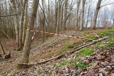 Trees and plants on field in forest