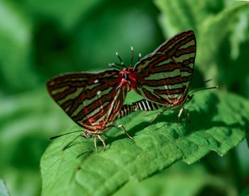 Close-up of butterfly on leaves