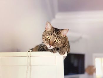 Portrait of tabby cat at home