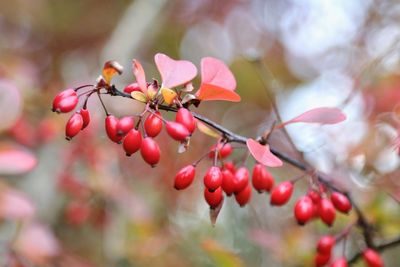 Close-up of red berries on tree