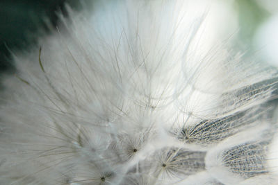 Close-up of dandelion against white wall