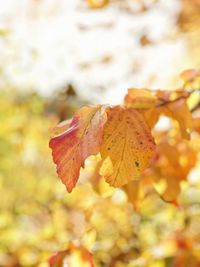 Close-up of maple leaf during autumn