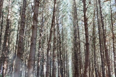 Low angle view of trees in forest