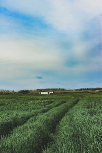 Scenic view of agricultural field against sky