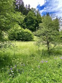 Scenic view of purple flowering plants on land