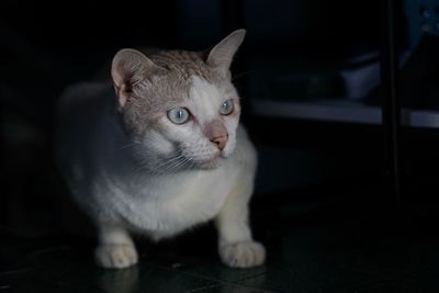 Close-up portrait of a cat