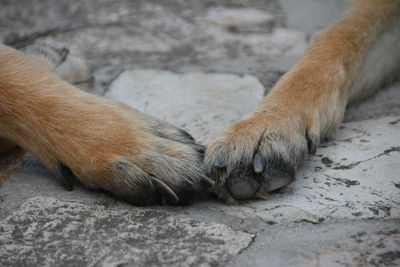 Close-up of dog lying on floor