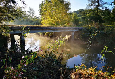 Arch bridge over lake in forest