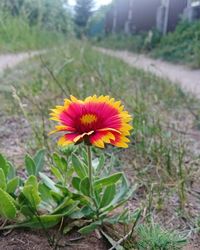 Close-up of flower on field