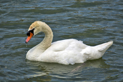 Swan floating on lake