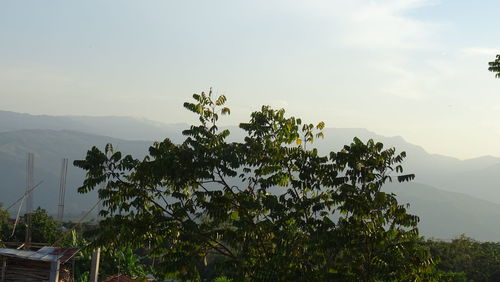 Tree against sky