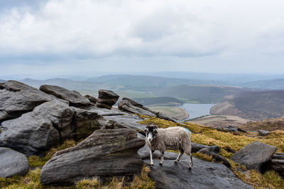 High angle view of sheep on rock against sky