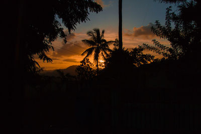 Silhouette trees at sunset