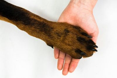 Cropped hand of person with dog against white background