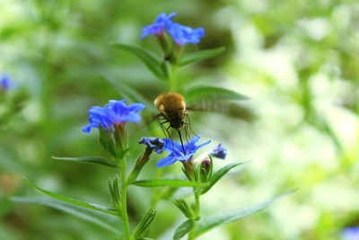 Close-up of insect on purple flower