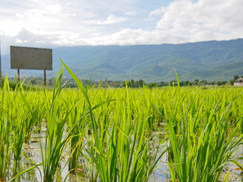 Refreshing green paddy field in evening sunlight of a summer time in the north of thailand