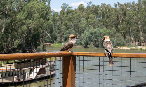 Birds perching on railing against trees