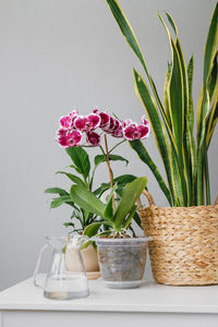 Close-up of potted plant in vase on table