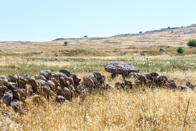 Hay bales in a field