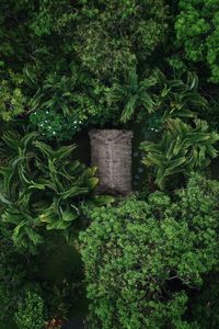 High angle view of trees in forest