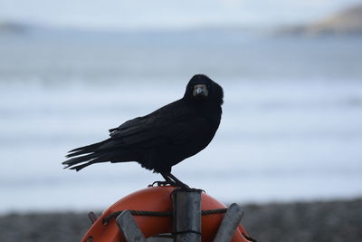 Close-up of bird perching on the sea