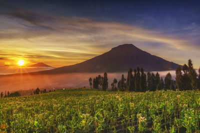 Scenic view of field against sky during sunset