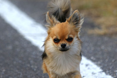 High angle portrait of dog on road