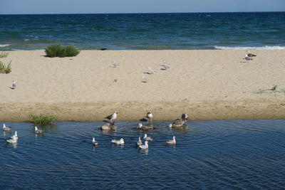 Flock of seagulls on beach