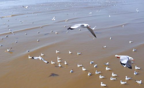 High angle view of seagulls on beach
