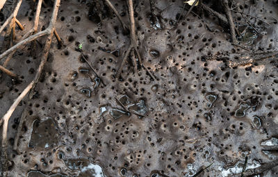 High angle view of insect on ground