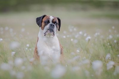 Close-up of dog on field