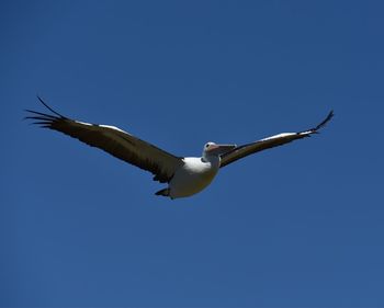 Low angle view of seagull flying against clear blue sky